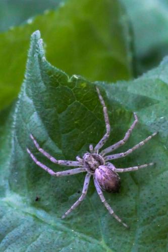 Philodromus dispar